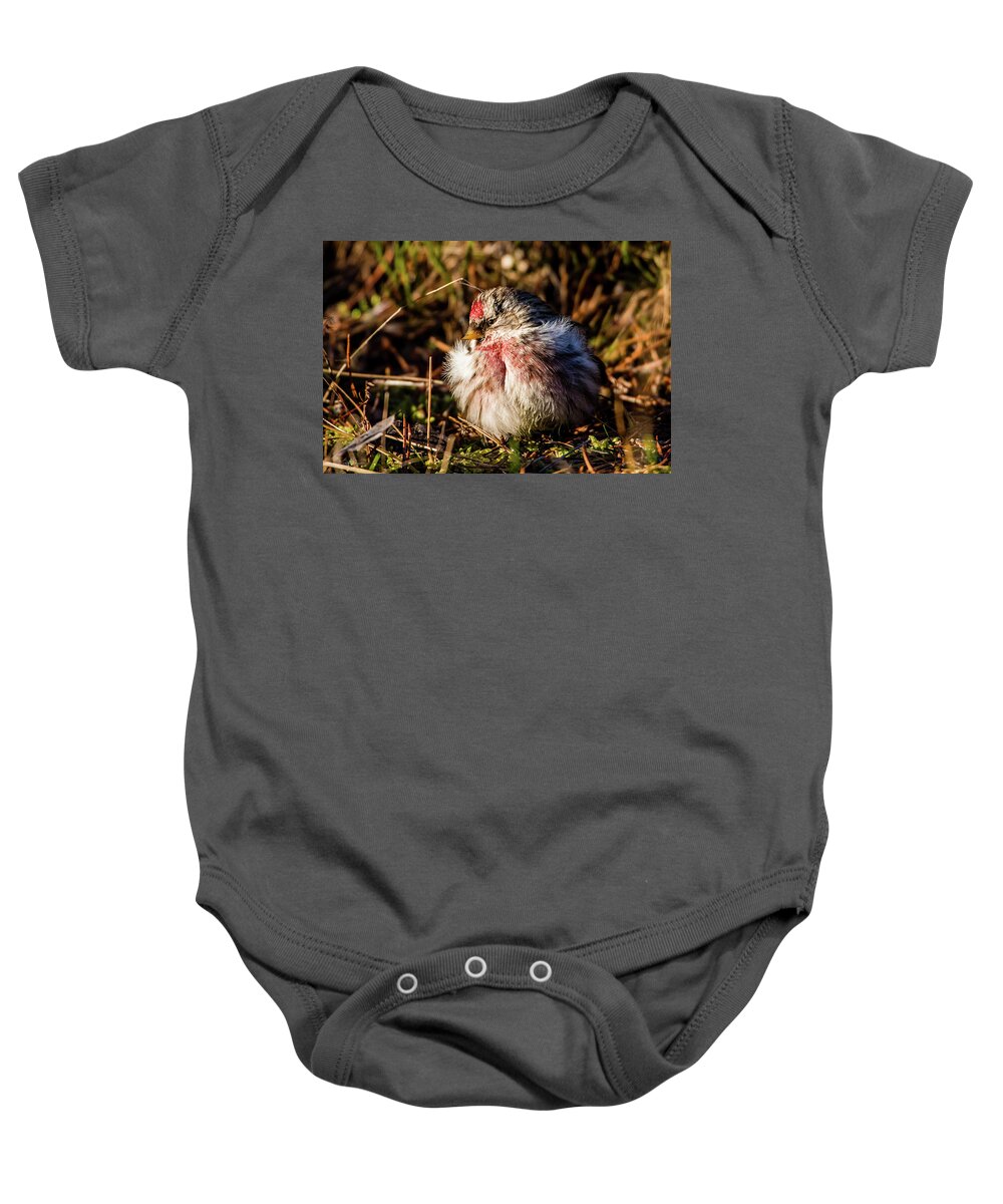 Redpoll In The Sun Baby Onesie featuring the photograph Redpoll in the sun by Torbjorn Swenelius