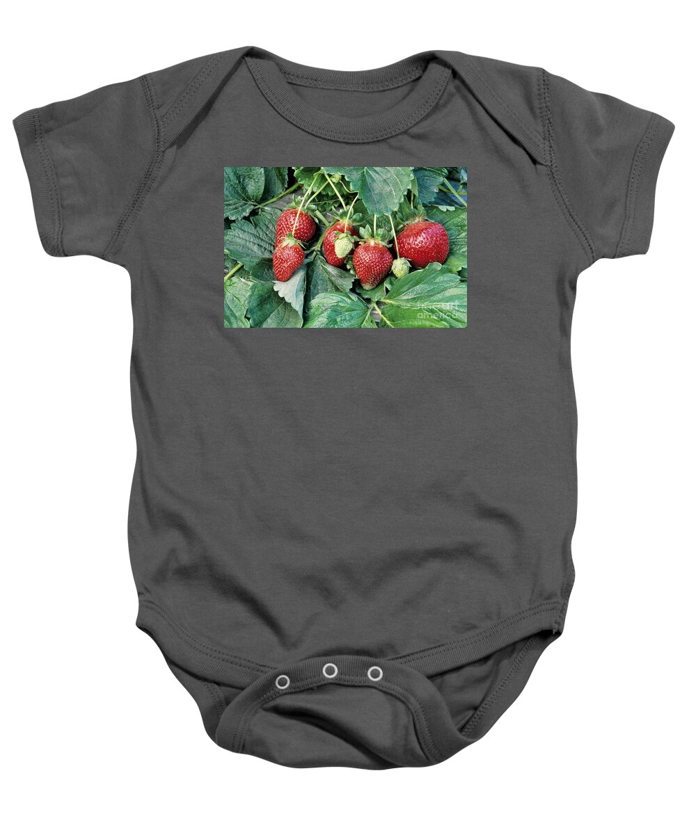 Strawberries Baby Onesie featuring the photograph Ripe Strawberries by Inga Spence