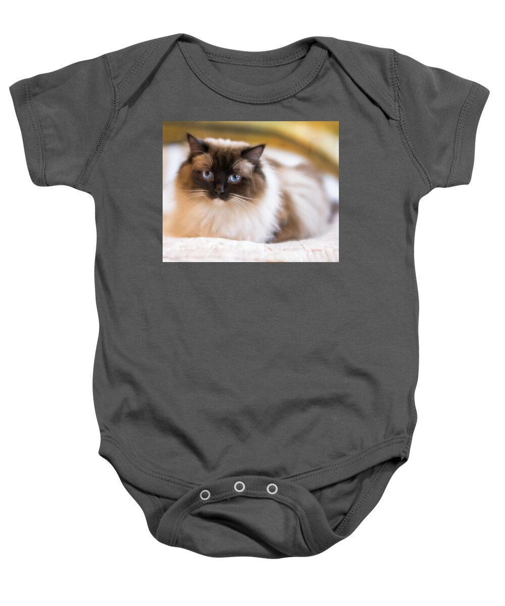 Cat Baby Onesie featuring the photograph Seal Point Bicolor Ragdoll Cat by Jennifer Grossnickle