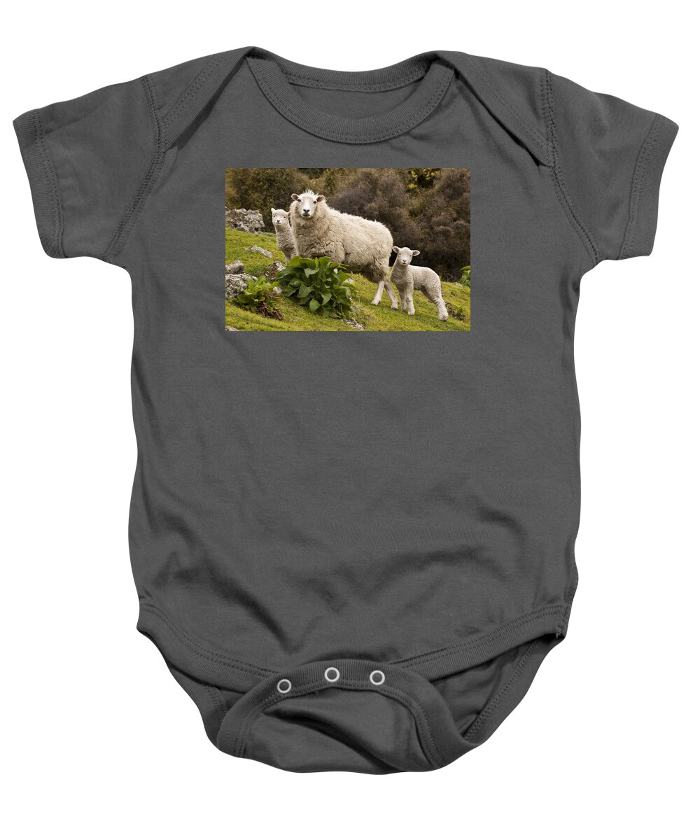 00479625 Baby Onesie featuring the photograph Sheep With Twin Lambs Stony Bay by Colin Monteath