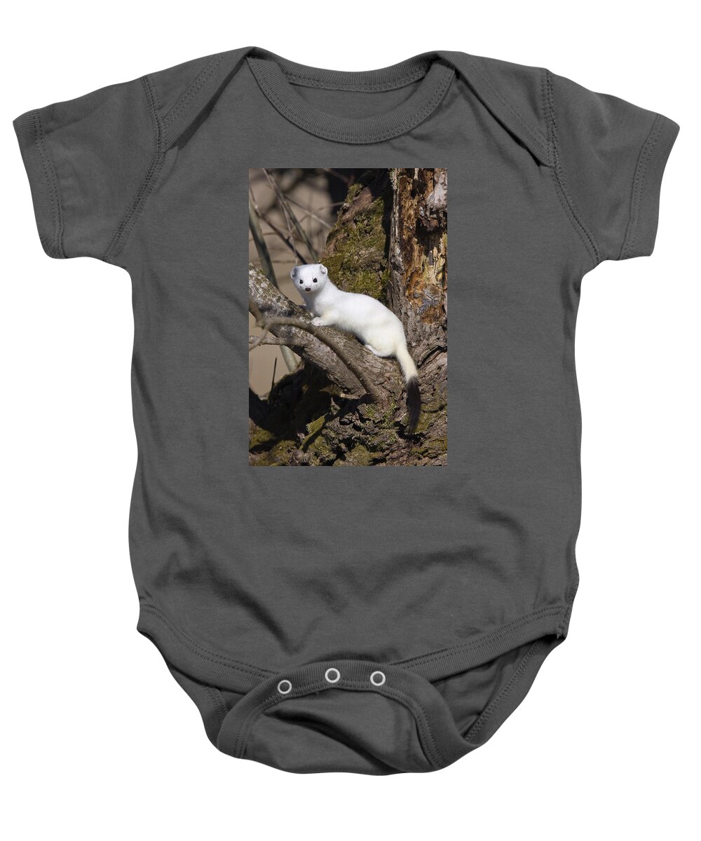Mp Baby Onesie featuring the photograph Short-tailed Weasel Mustela Erminea by Konrad Wothe