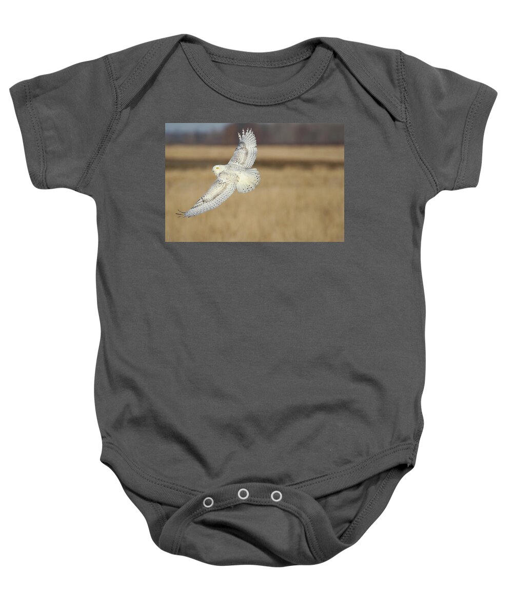 Snowy Owl Baby Onesie featuring the photograph Snow Owl Flight 2 by Brook Burling