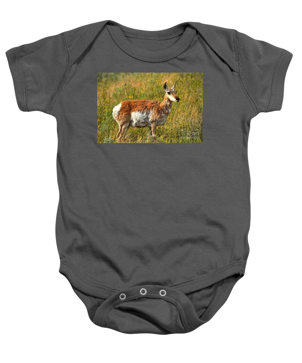 Pronghorn Baby Onesie featuring the photograph Standing In The Golden Valley by Adam Jewell
