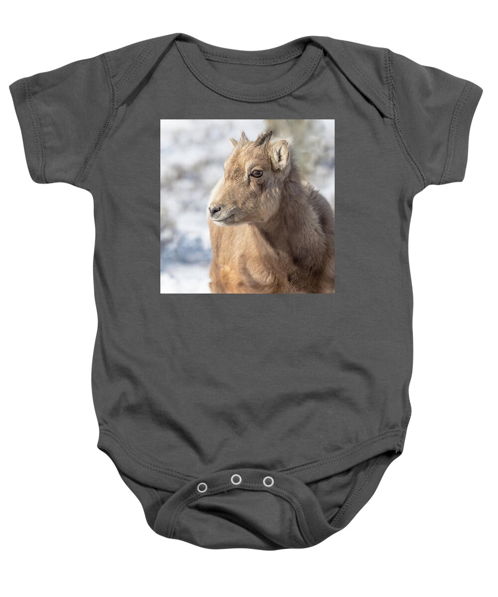 Big-horn Sheep Baby Onesie featuring the photograph Still Just A Baby by Yeates Photography