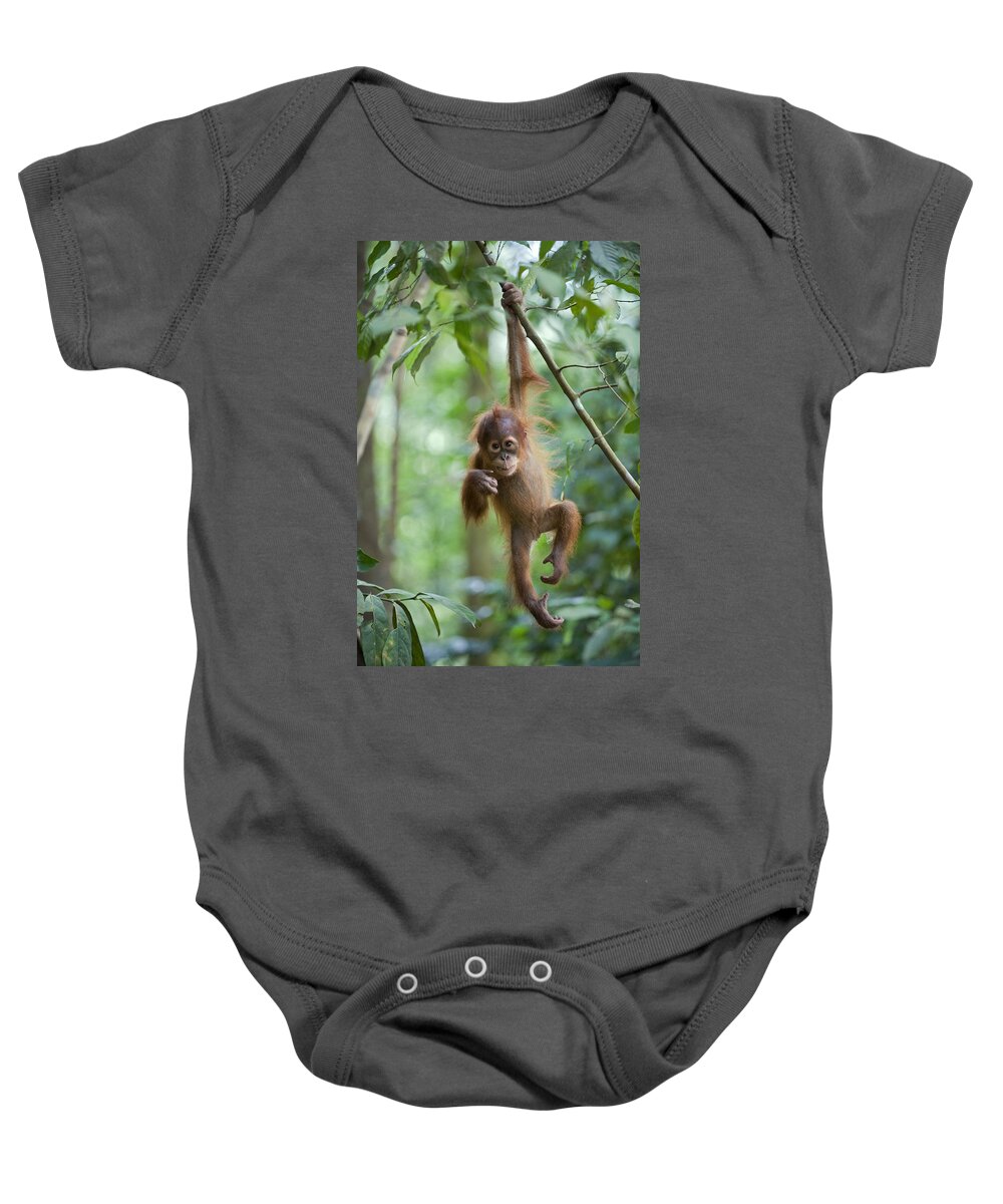 Mp Baby Onesie featuring the photograph Sumatran Orangutan Pongo Abelii One by Suzi Eszterhas