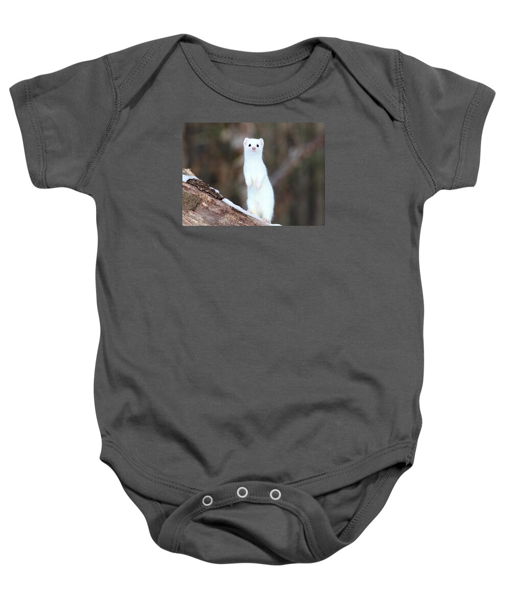 Weasel Baby Onesie featuring the photograph The Curious Weasel by Duane Cross