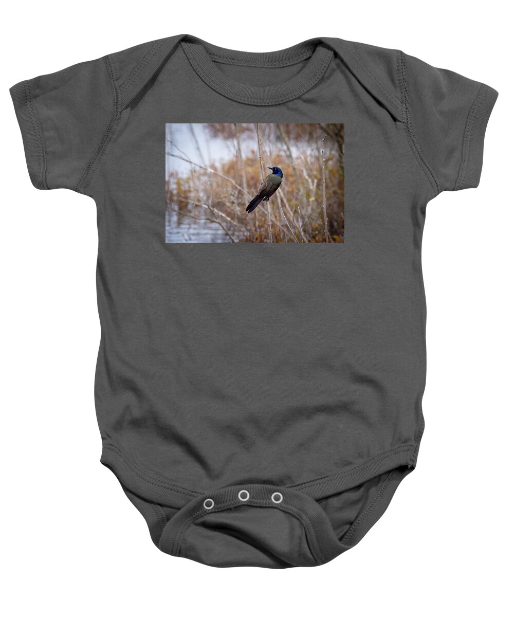 Common Grackle Baby Onesie featuring the photograph The Grackle by Steve L'Italien