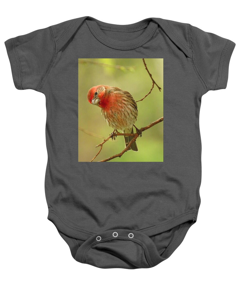 Finches Baby Onesie featuring the photograph The Inquisitive Finch by Lori Frisch
