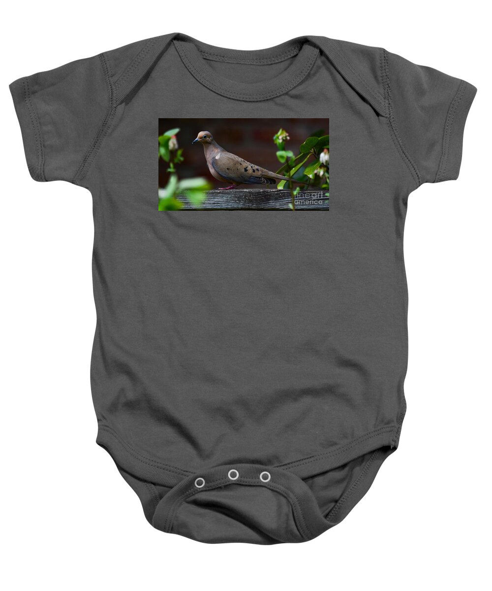 Dove Baby Onesie featuring the photograph Watching by Barry Bohn