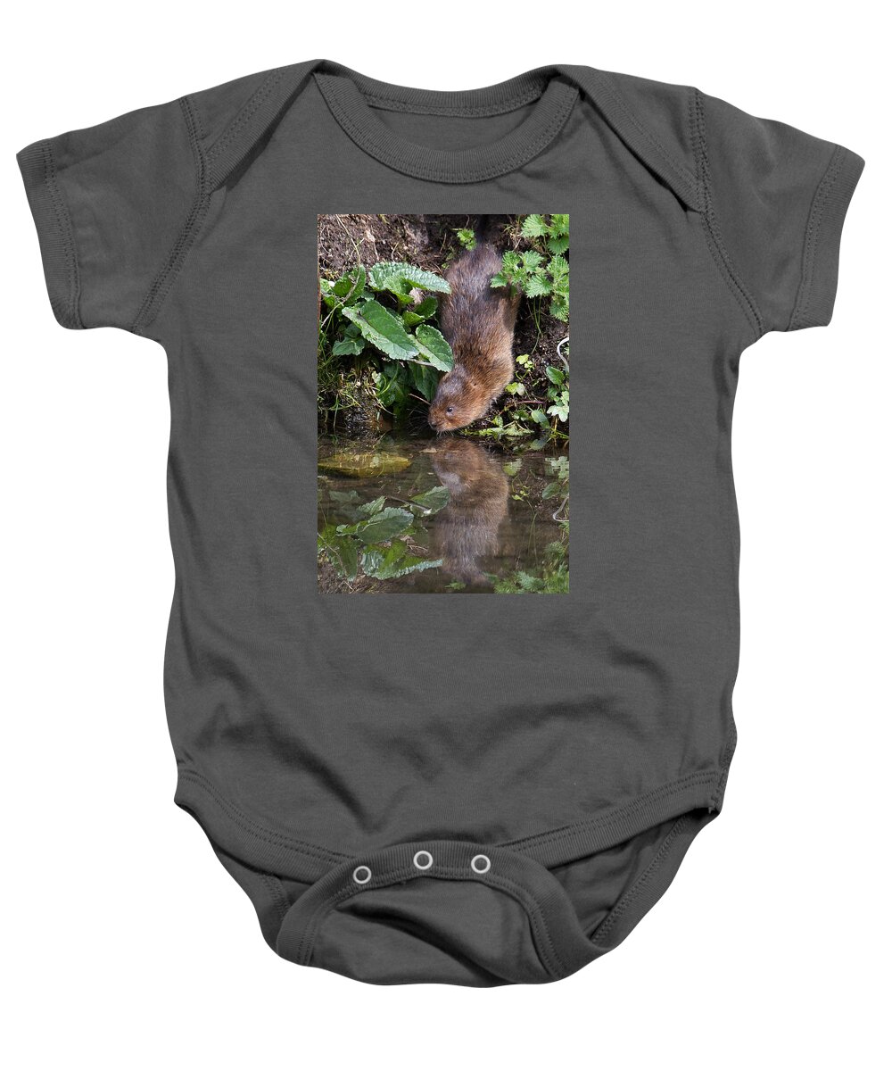 Water Vole Baby Onesie featuring the photograph Water Vole by Bob Kemp