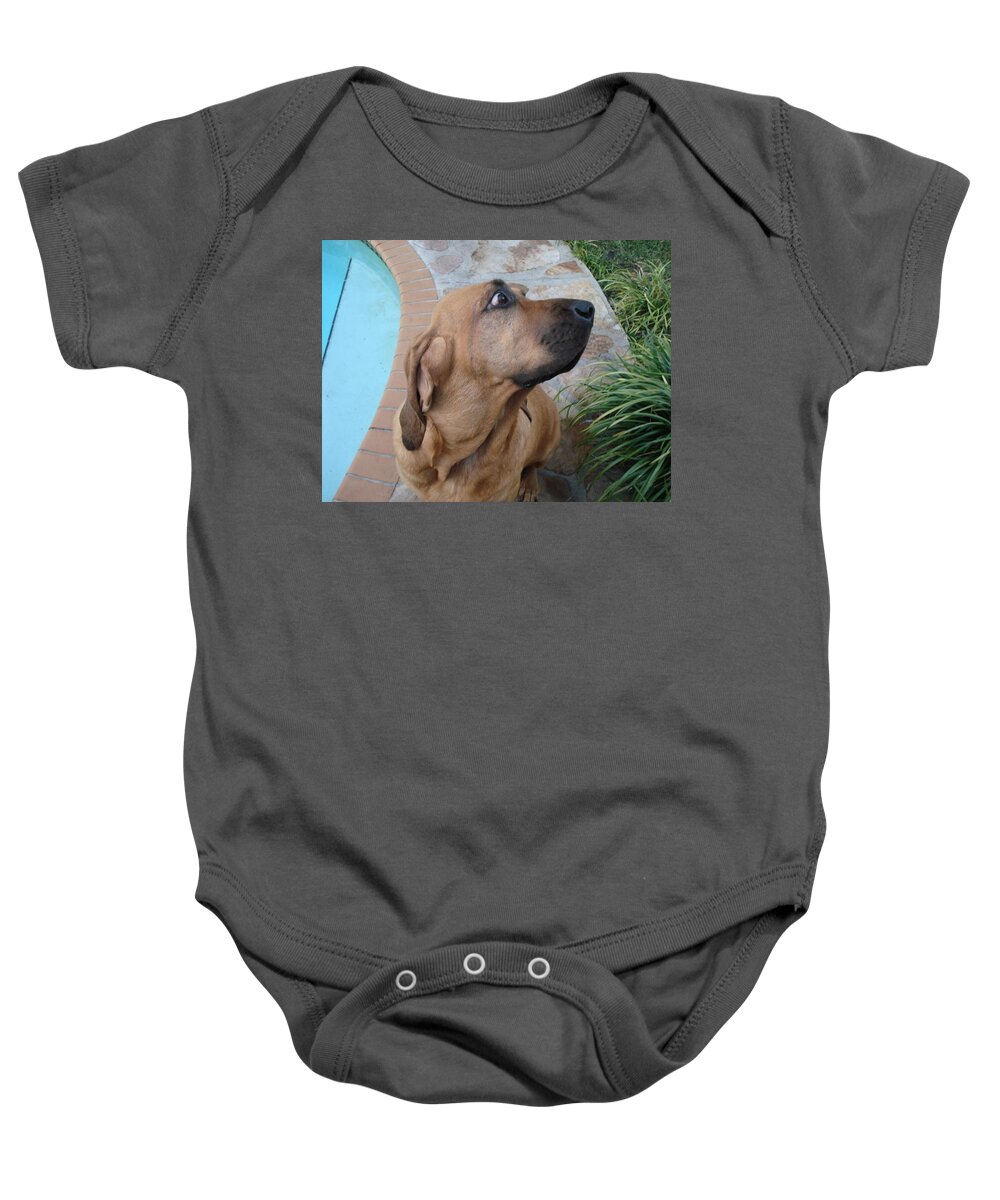 Bloodhound Baby Onesie featuring the photograph What was that by Val Oconnor
