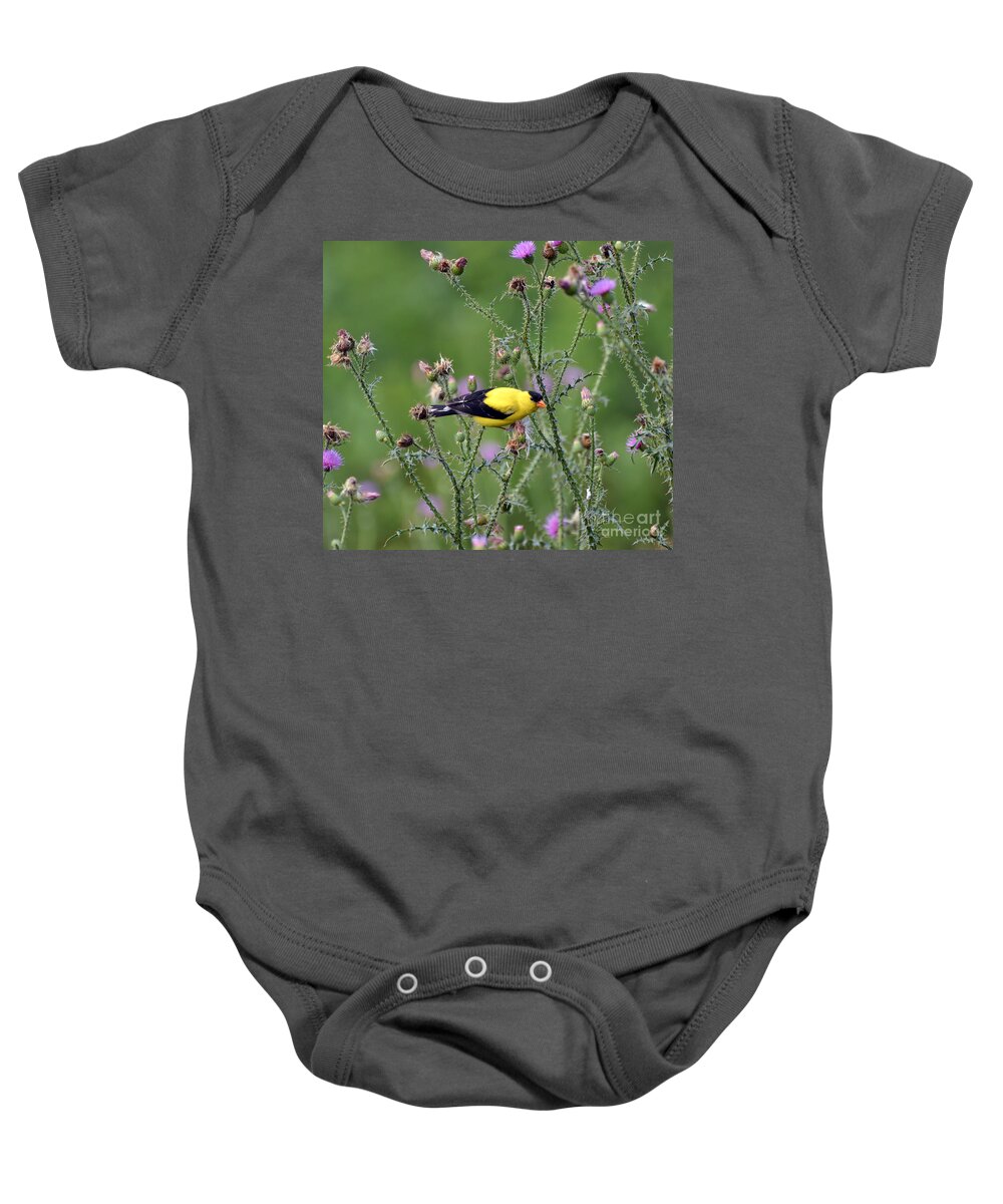 Goldfinch Baby Onesie featuring the photograph Wild Birds - American Goldfinch Male by Kerri Farley