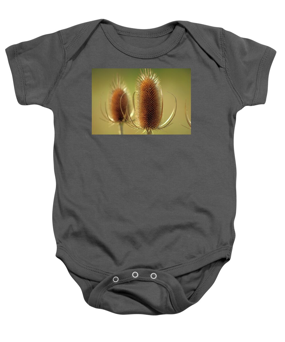 Teasel Baby Onesie featuring the photograph Wild Teasel by Bruce Patrick Smith