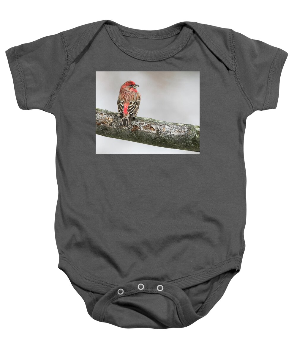 Bird Baby Onesie featuring the photograph Winter Glance by Art Cole