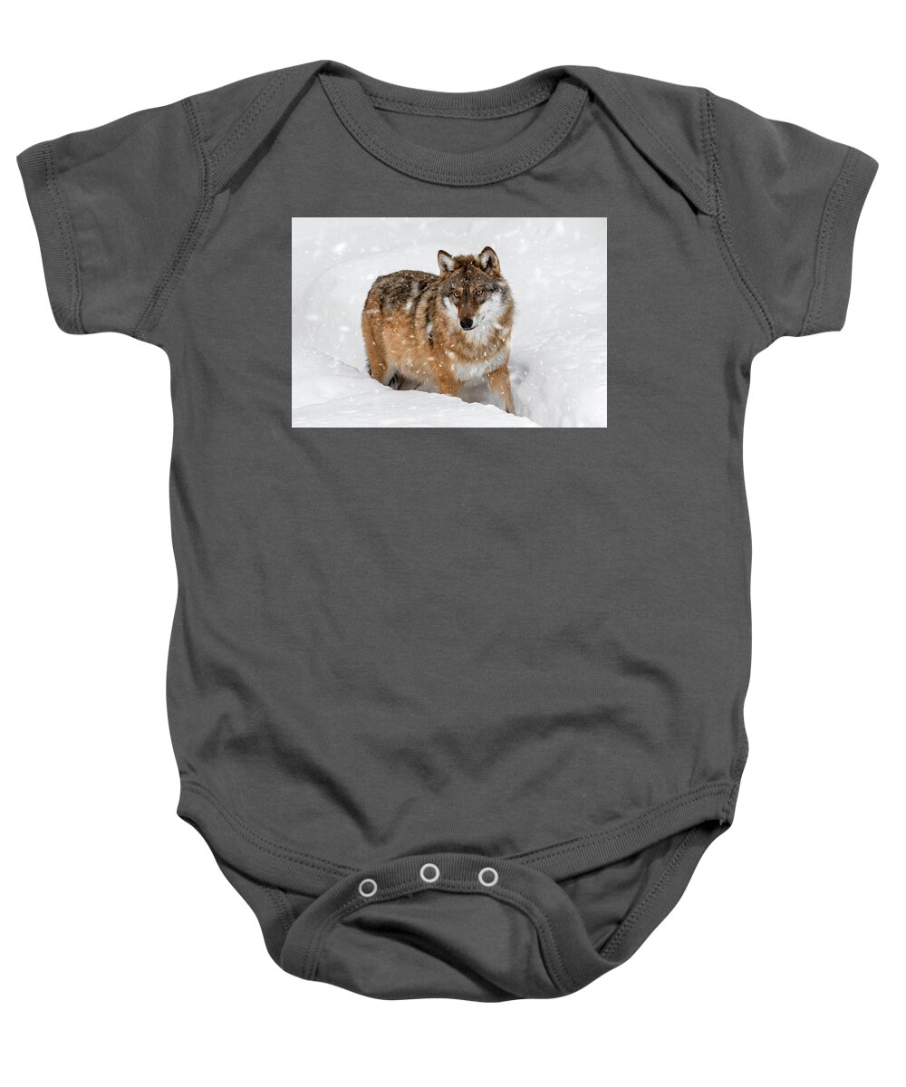Gray Wolf Baby Onesie featuring the photograph Wolf Hunting in Winter by Arterra Picture Library