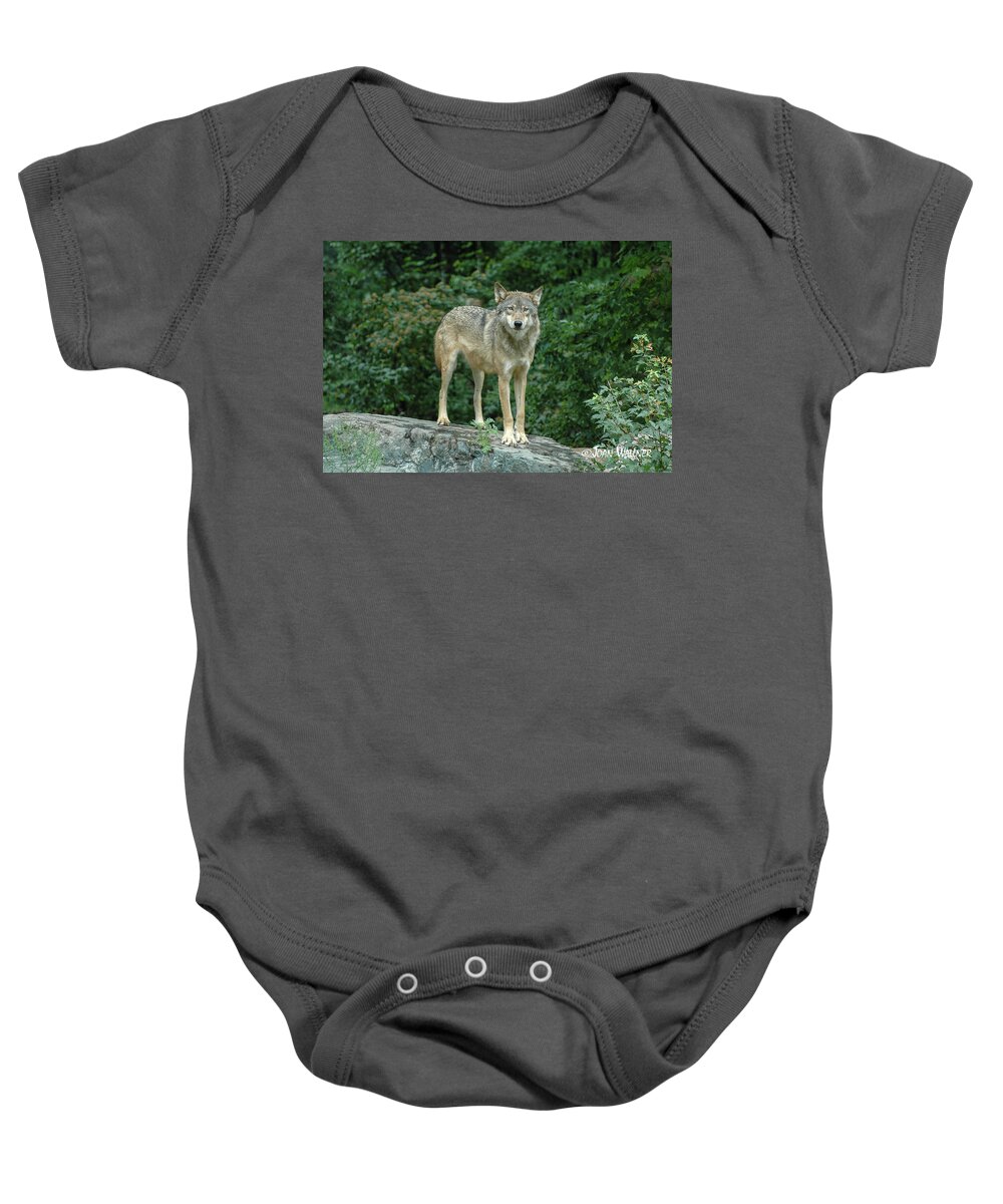Minnesota Baby Onesie featuring the photograph Wolf by Joan Wallner