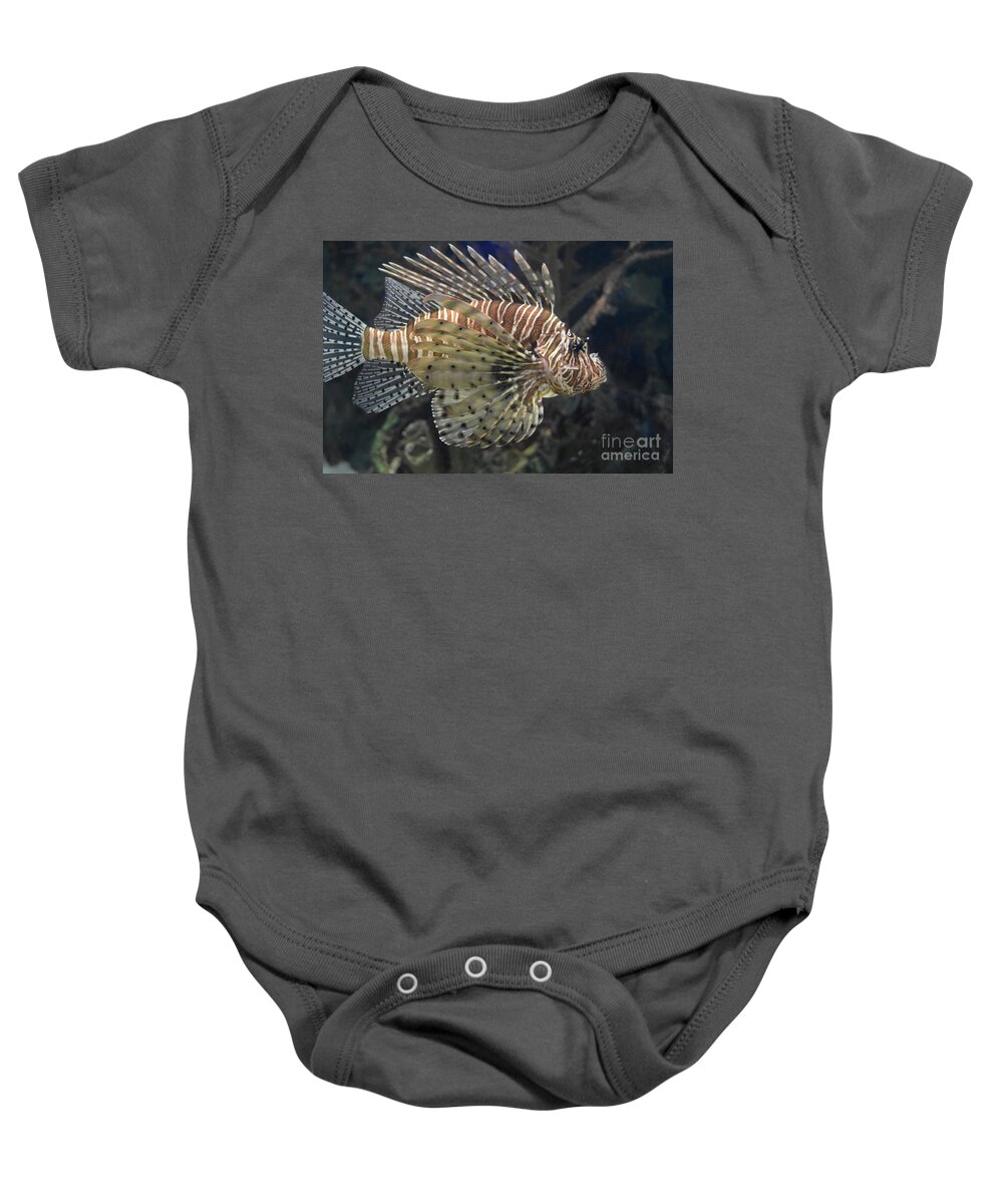 Lionfish Baby Onesie featuring the photograph Wonderful Striping on a Zebrafish Swimming Under Water by DejaVu Designs
