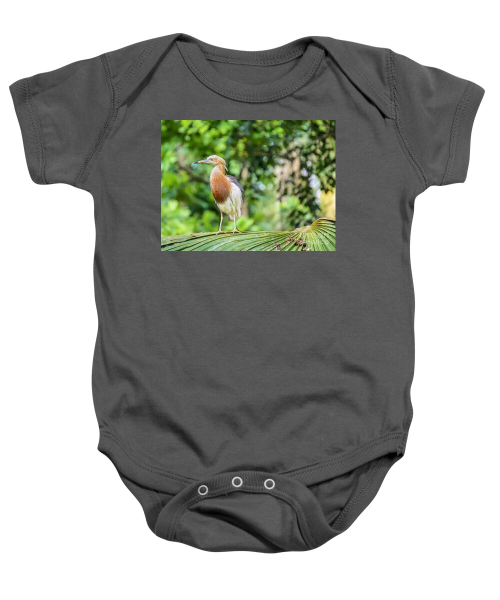 Asian Birds Baby Onesie featuring the photograph Young Heron Stance by Judy Kay