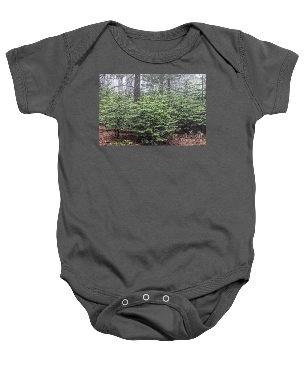 Sequoia National Park Baby Onesie featuring the photograph Young Sequoias by Peggy Hughes
