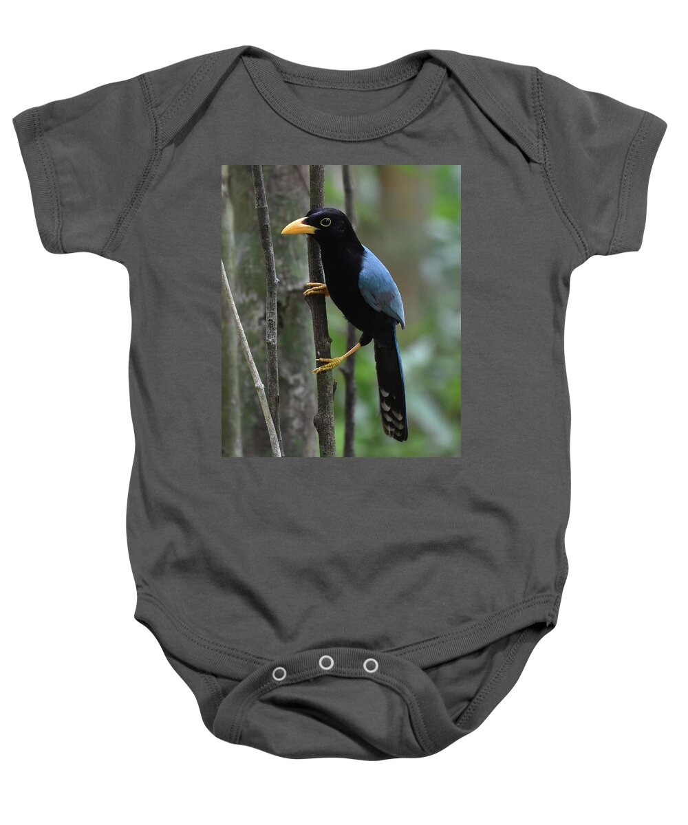 Jay Baby Onesie featuring the photograph Yucatan Jay by Ben Foster