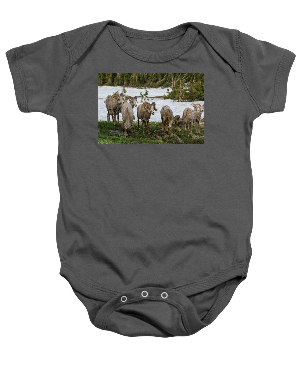 Bighorn Sheep Herd Baby Onesie featuring the photograph Bighorn Sheep Herd by Donald Pash