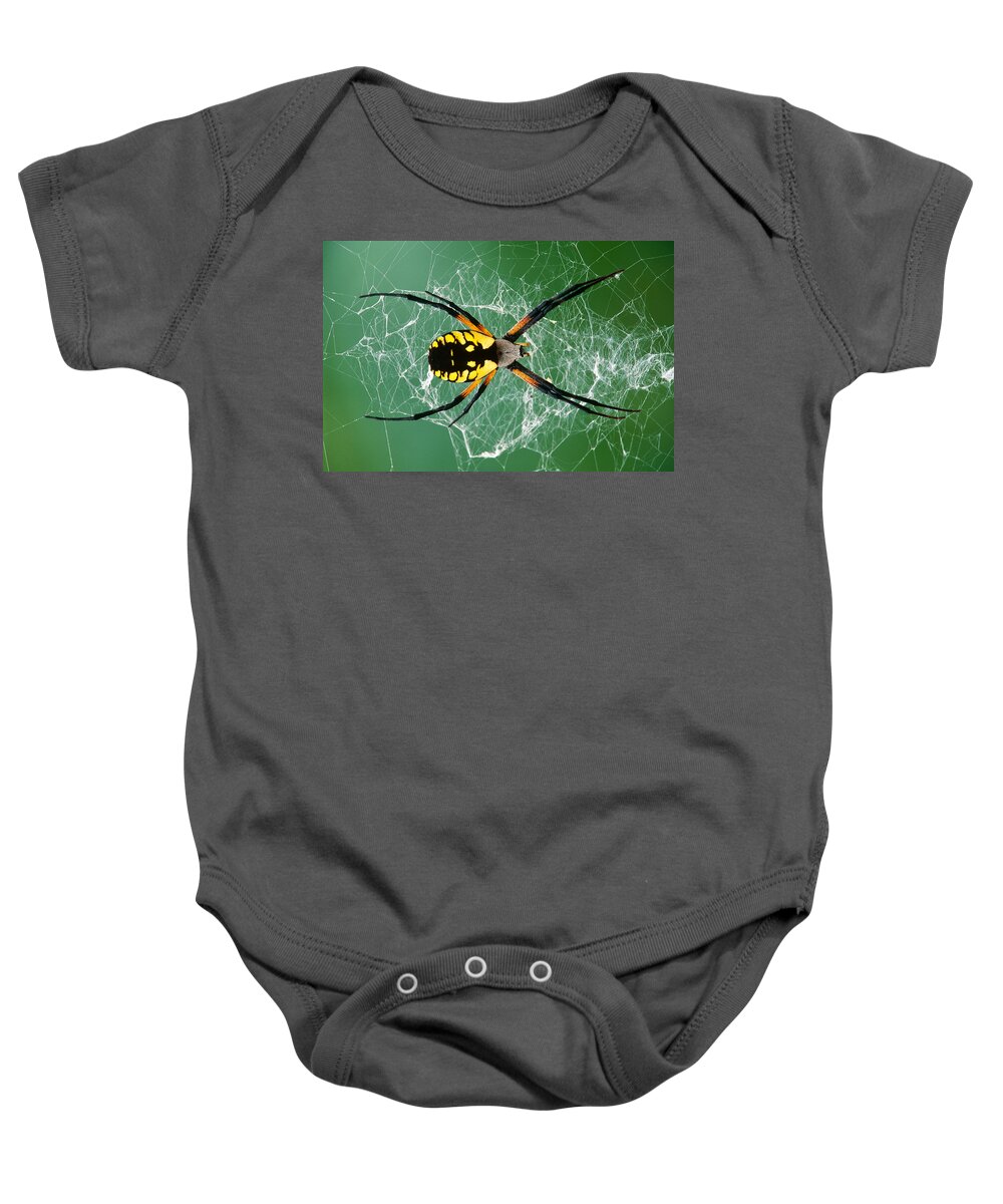 Arachnid Baby Onesie featuring the photograph Black-and-yellow Argiope Spider #1 by Michael Lustbader
