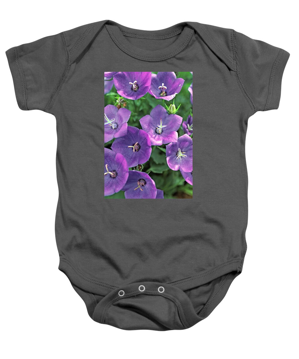 Ip_12113613 Baby Onesie featuring the photograph Campanula Carpatica #1 by Friedrich Strauss