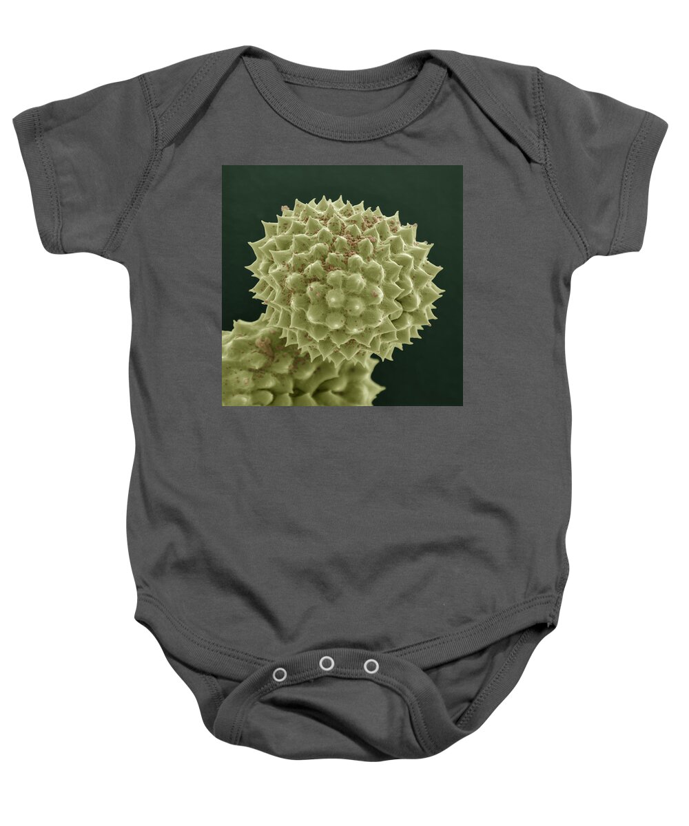 Allergen Baby Onesie featuring the photograph Common Ragweed by Meckes/ottawa