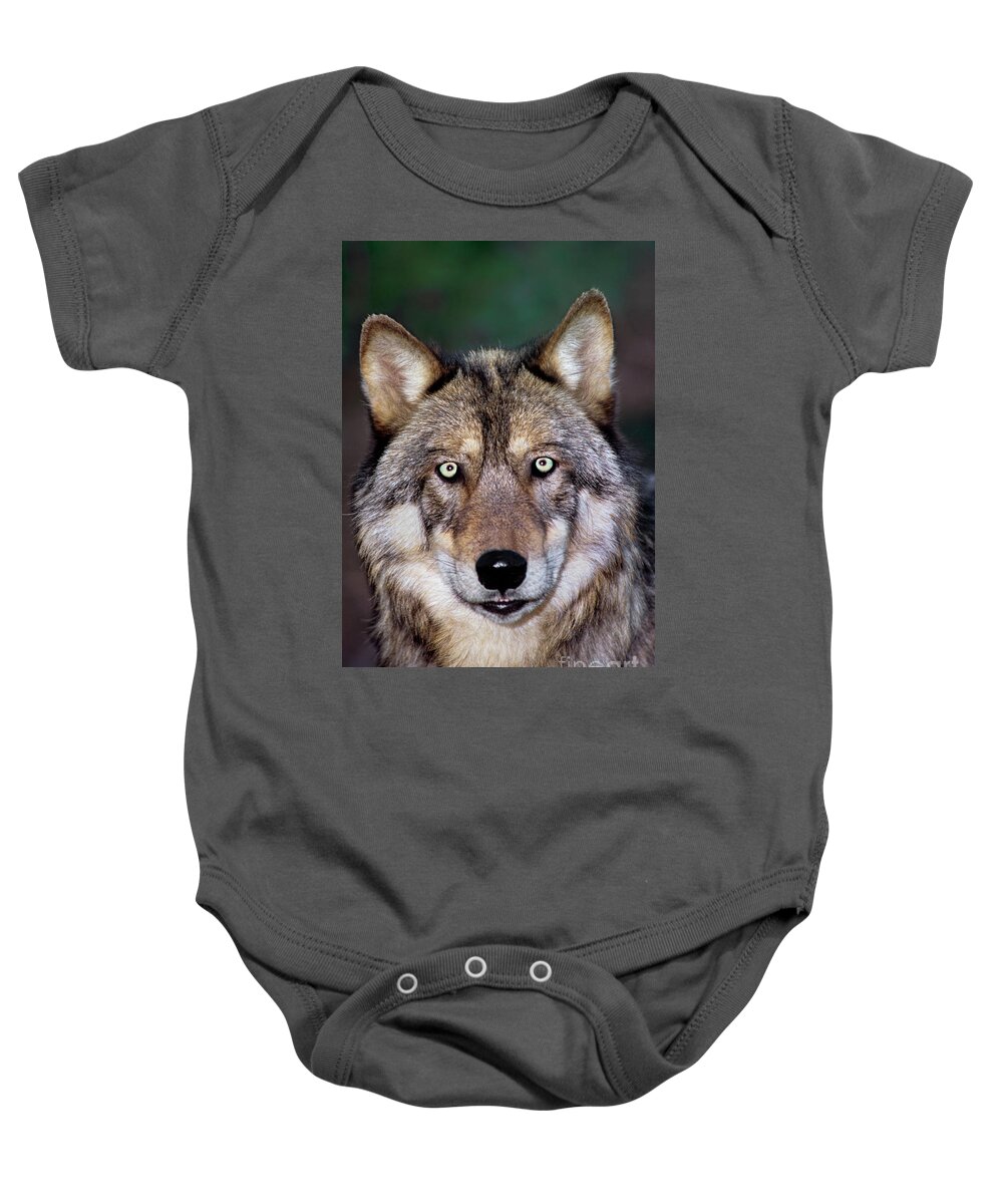 Gray Wolf Baby Onesie featuring the photograph Gray Wolf Portrait Endangered Species Wildlife Rescue #2 by Dave Welling