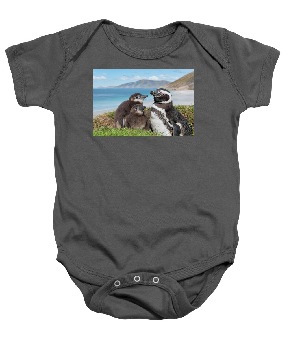 Animal In Habitat Baby Onesie featuring the photograph Magellanic Penguin And Chicks #1 by Tui De Roy