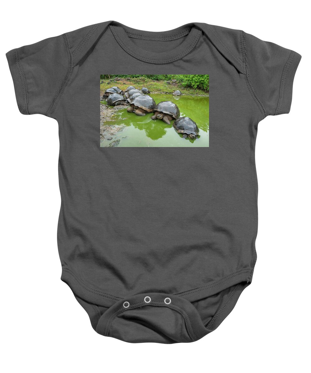 Animal Baby Onesie featuring the photograph Creep Of Indefatigable Island Tortoises #2 by Tui De Roy