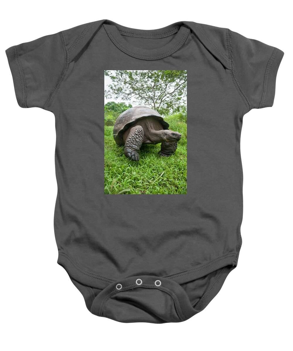 Animals Baby Onesie featuring the photograph Indefatigable Island Tortoise #3 by Tui De Roy