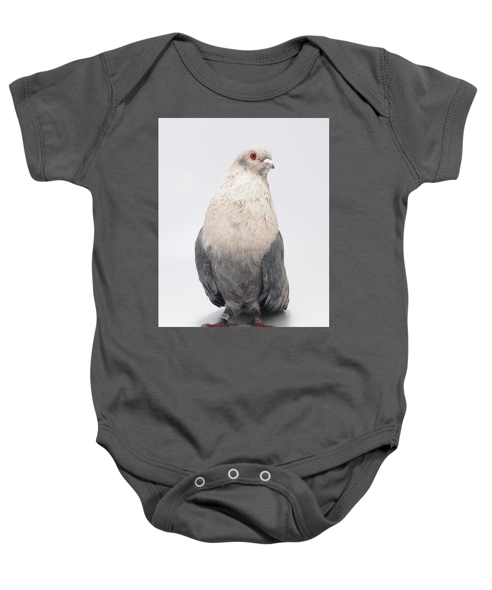 Pigeon Baby Onesie featuring the photograph Egyptian Swift Kazghndy Pigeon by Nathan Abbott
