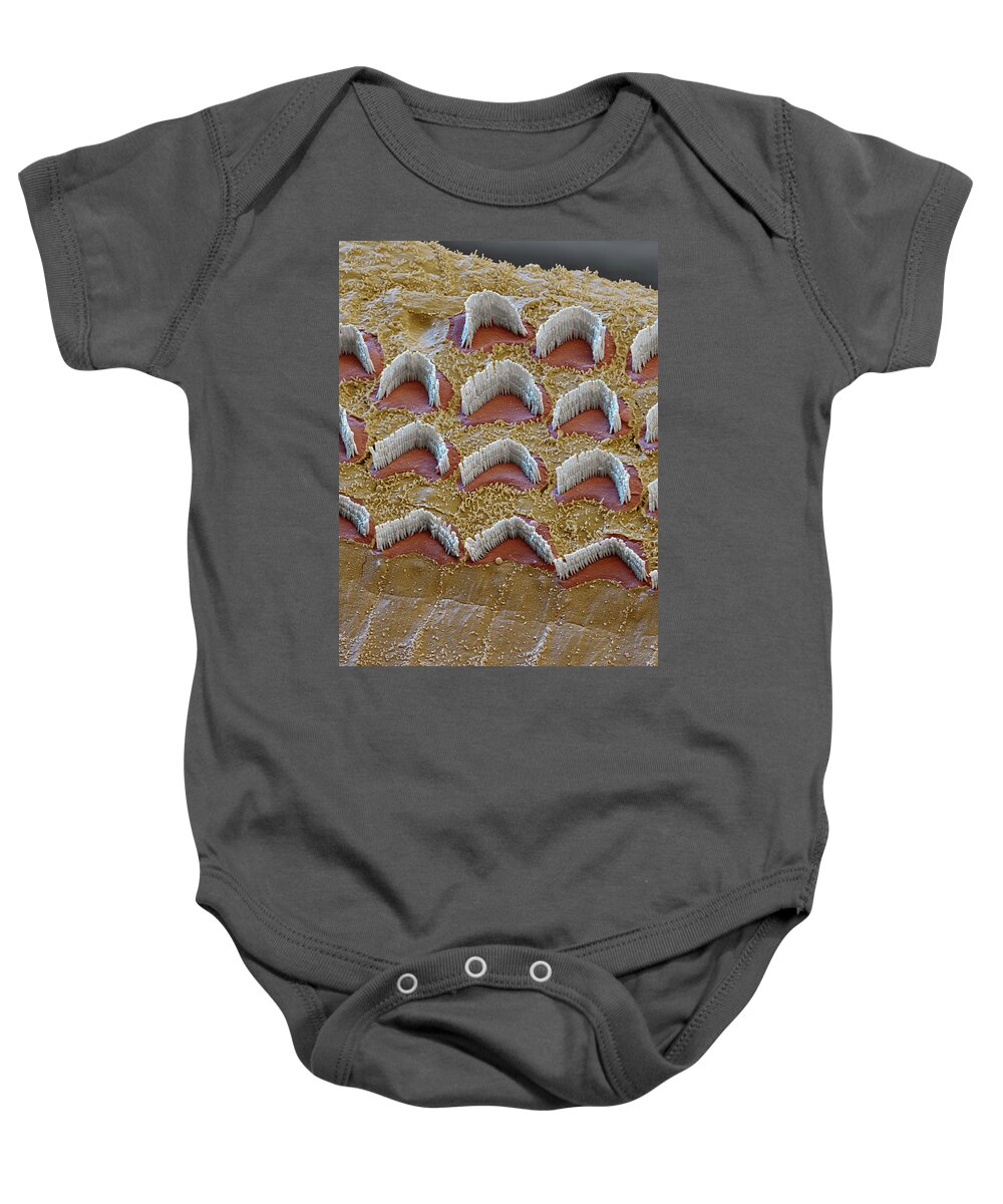 Cochlea Baby Onesie featuring the photograph Cochlea, Outer Hair Cells, Sem #8 by Oliver Meckes EYE OF SCIENCE