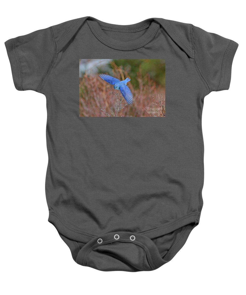 Mountain Bluebird Baby Onesie featuring the photograph Mountain Bluebird #8 by Gary Wing