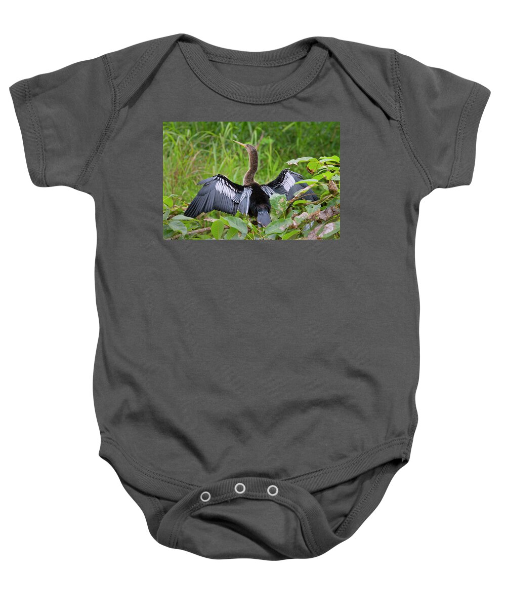 Alajuela Baby Onesie featuring the photograph Anhinga Drying Feathers by Ivan Kuzmin