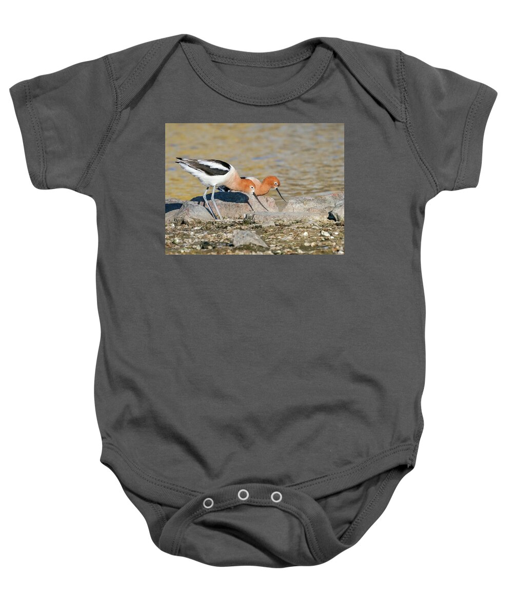 Avocets Baby Onesie featuring the photograph Avocet couple by Judi Dressler