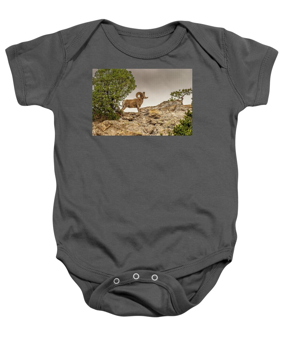 Big Horn Sheep Baby Onesie featuring the photograph Bighorn Sheep Posing by Donald Pash