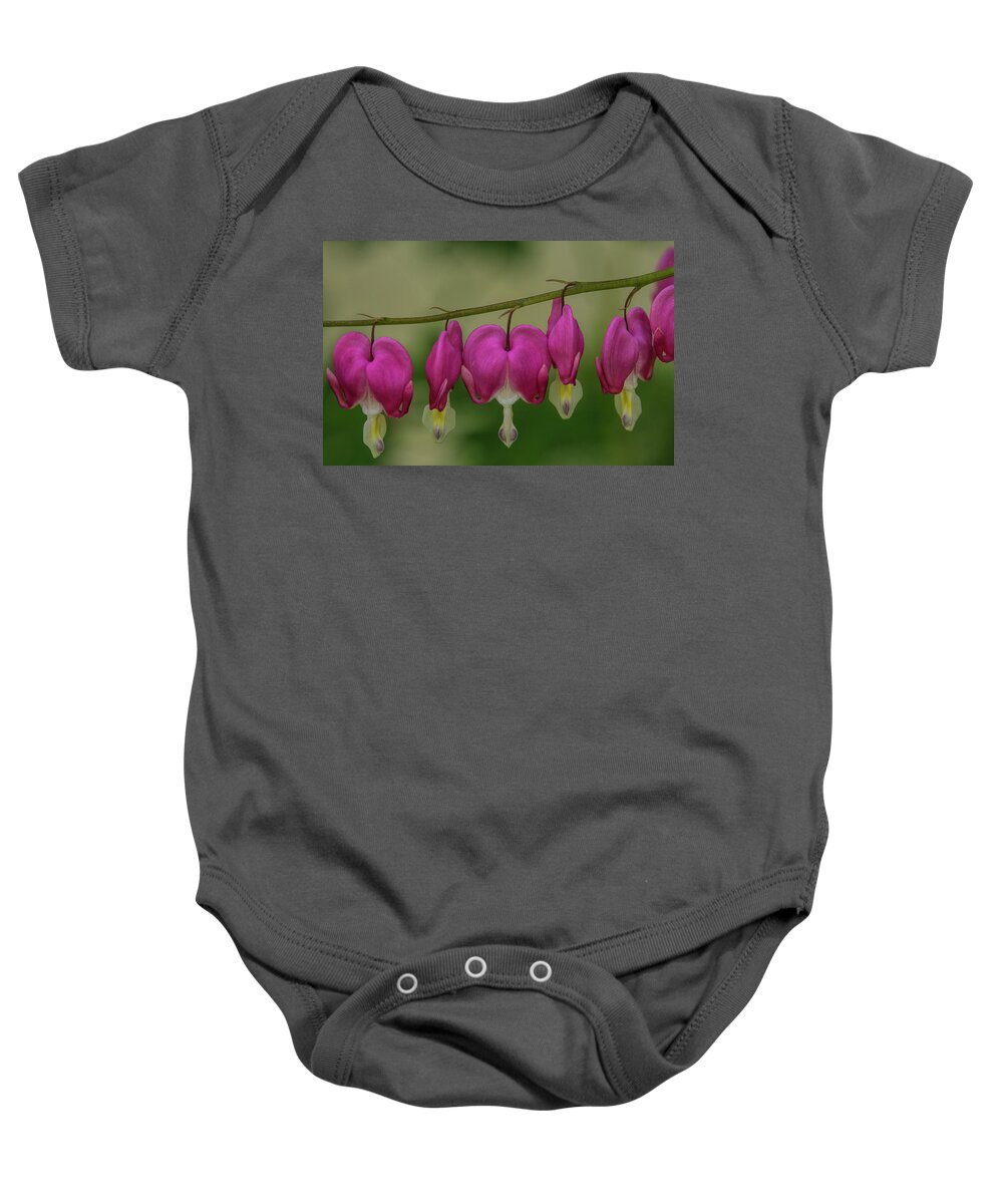 Flower Baby Onesie featuring the photograph Chain Of Bleeding Hearts by Dale Kauzlaric