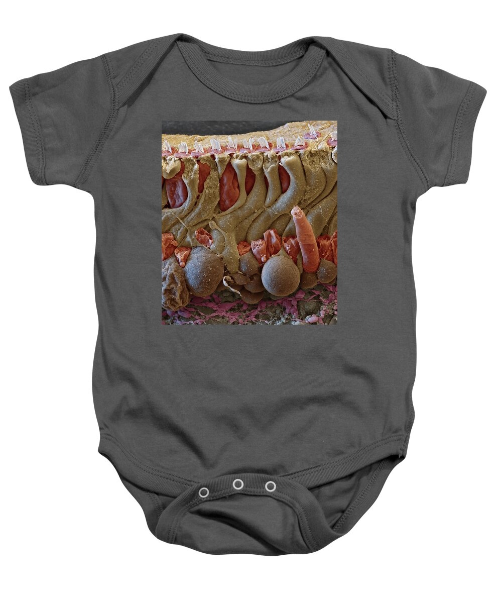 Cochlea Baby Onesie featuring the photograph Cochlea, Organ Of Corti Section, Sem by Oliver Meckes EYE OF SCIENCE