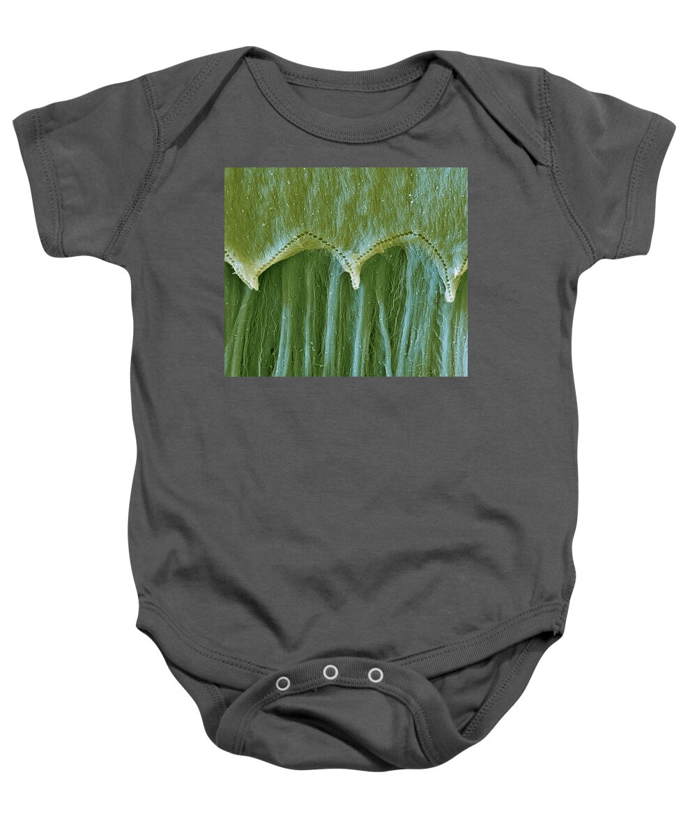 Cochlea Baby Onesie featuring the photograph Cochlea, Tectorial Membrane, Sem by Oliver Meckes EYE OF SCIENCE
