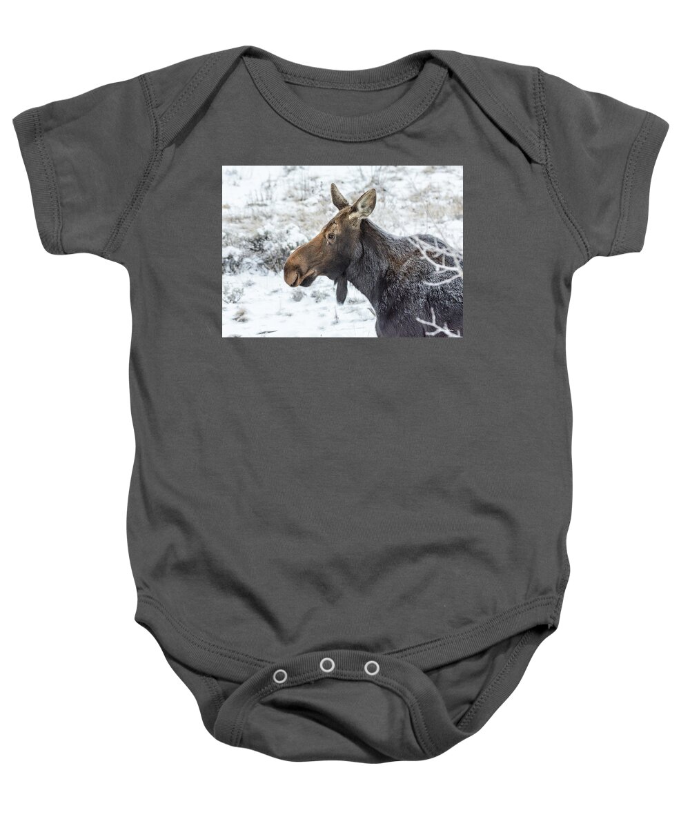 Moose Baby Onesie featuring the photograph Cow Moose on Frosty Morning by Stephen Johnson