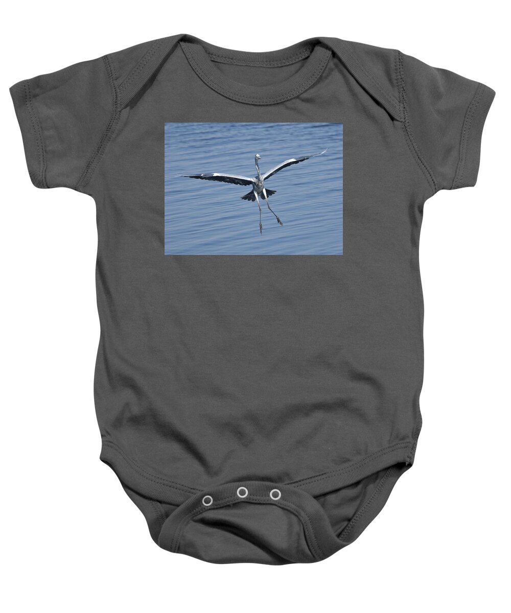 Heron Baby Onesie featuring the photograph Grey Heron in for a Landing by Ben Foster