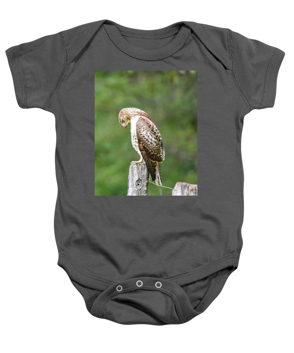 Hawk Baby Onesie featuring the photograph Hawk by Michelle Wittensoldner
