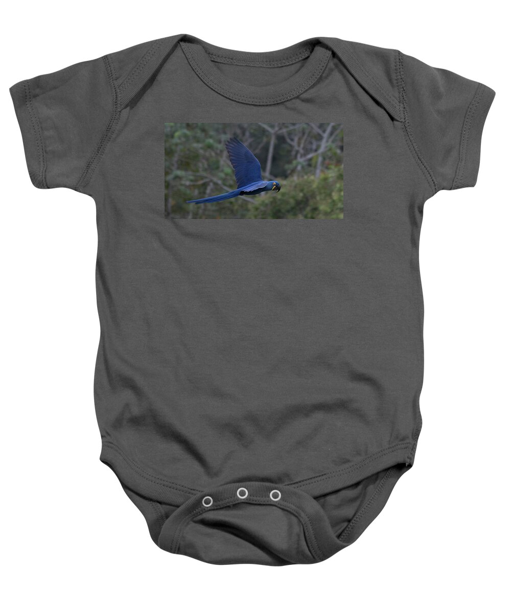 Hyacinth Baby Onesie featuring the photograph Hyacinth Macaw by Patrick Nowotny