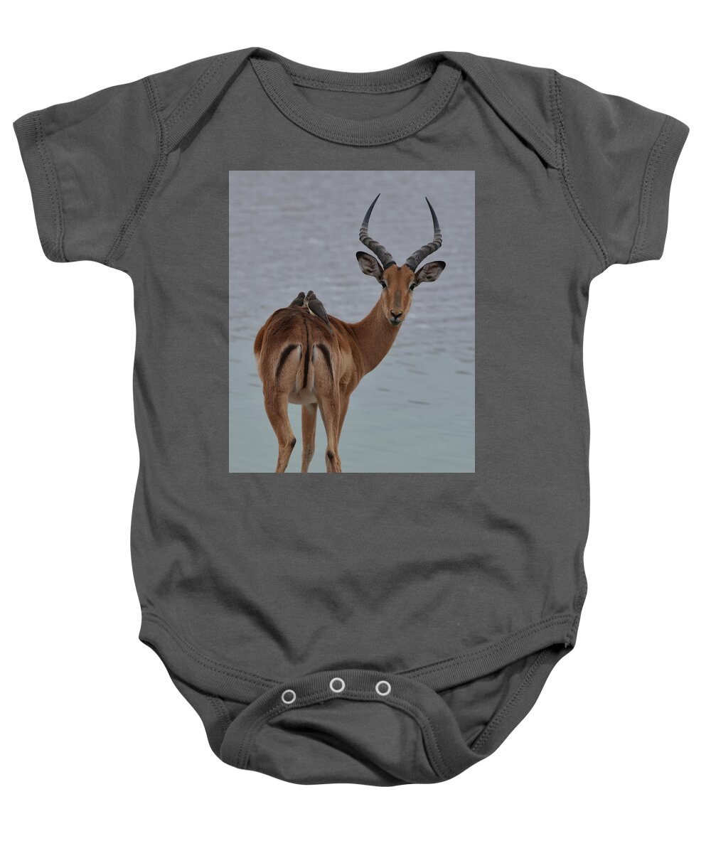 Impala Baby Onesie featuring the photograph Impala with Oxpeckers by Ben Foster