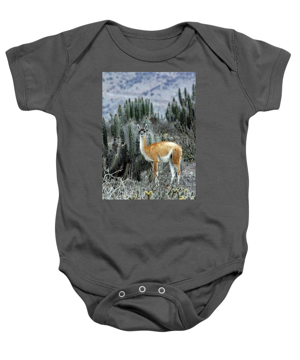 Guanaco Baby Onesie featuring the photograph In A Cactus Field by Jennifer Robin