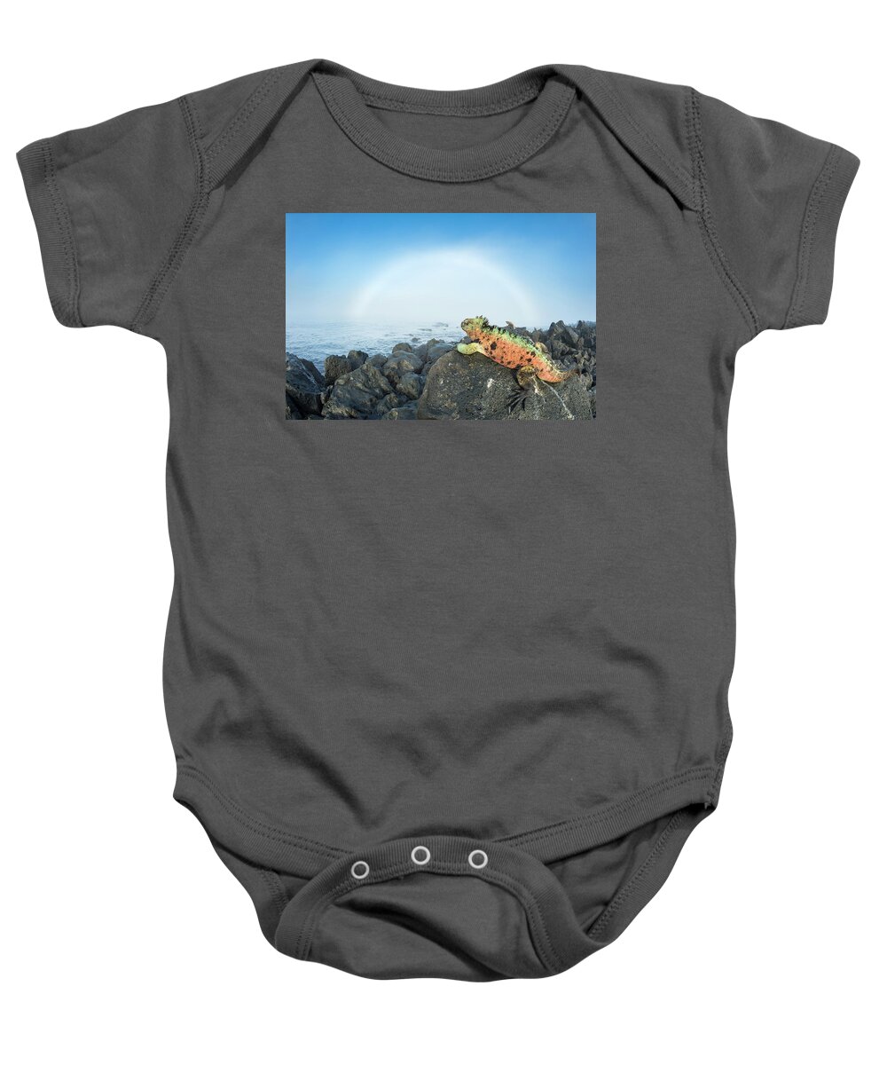 Animals Baby Onesie featuring the photograph Marine Iguana And Fog Bow by Tui De Roy