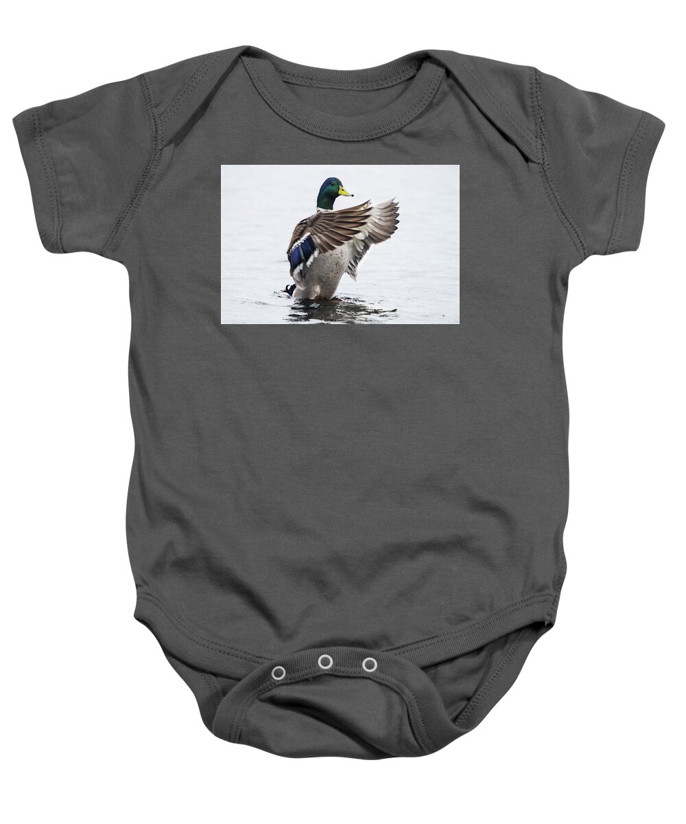 Mallard Baby Onesie featuring the photograph Outstreched Wings of a Mallard by Bob Decker