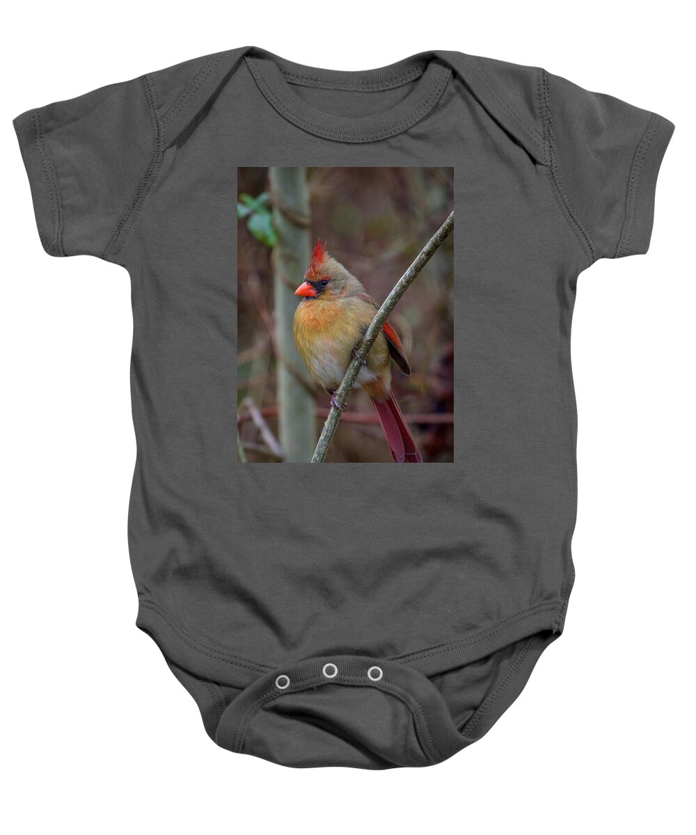 Birds Baby Onesie featuring the photograph Portrait of a Lady by Robert J Wagner